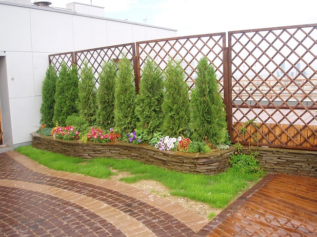 blomsterbed med thujas langs gjerdet