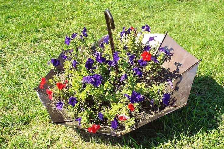 Roztomilý deštníkový záhon, který ozdobí vaši zahradu