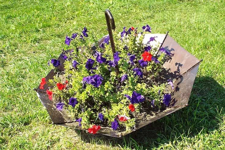 Et søtt paraplyblomstbed som vil dekorere hagen din