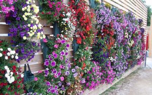 Vertikale blomsterbed for petunier