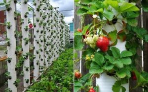 Vertikale senger for jordbær