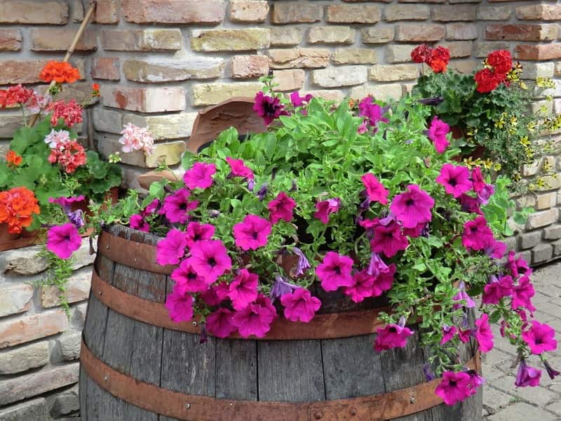 Den opprinnelige bruken av en gammel fat under en vakker petunia blomsterhage