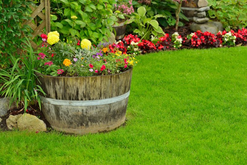 Ved å kutte fatet i to deler får du originale, store blomsterpotter til et blomsterbed