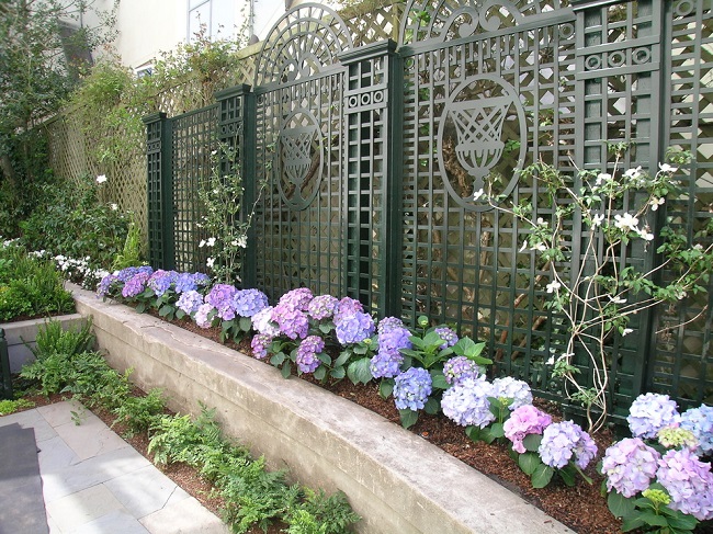 foto: Hortensia langs gjerdet