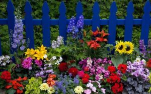 Vakre blomster i hagen
