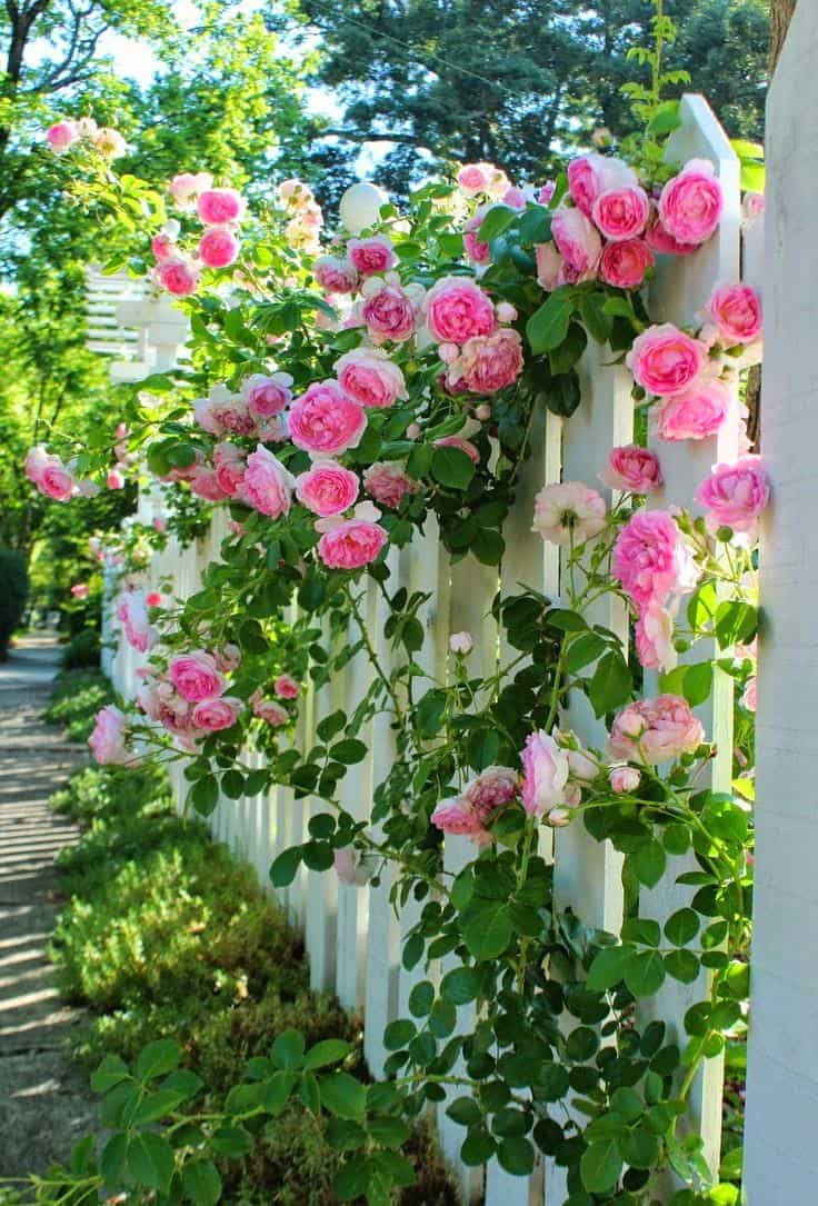En vakker hekk med fantastiske roser hver dag vil gi deg en vårstemning