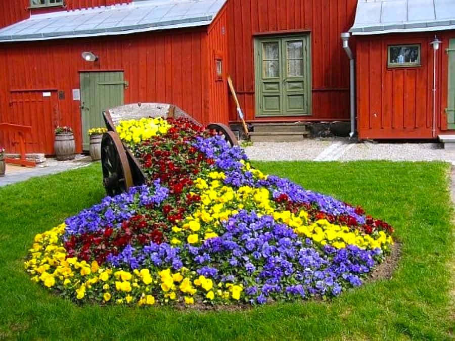 En original sammensetning av vakkert blomstrende stemorsblomstplanter