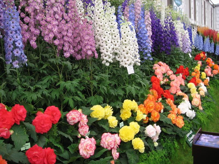 Blomsterhager i landet: typer, hvordan du gjør det selv, planteskjemaer med navn