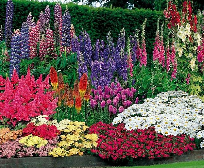 Blomsterhager i landet: typer, hvordan du gjør det selv, planteskjemaer med navn