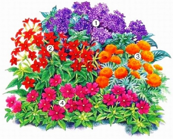 Blomsterhager i landet: typer, hvordan du gjør det selv, planteskjemaer med navn