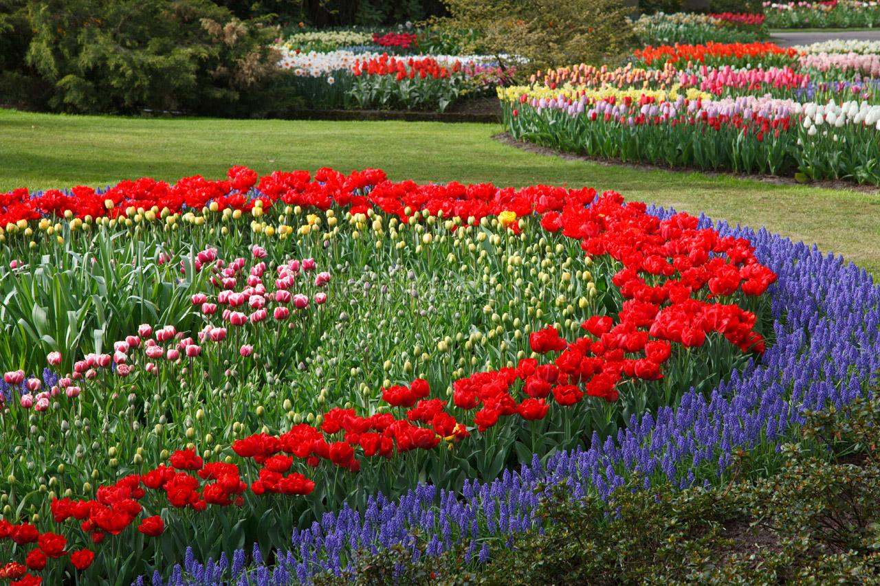 Blomsterhager i landet: typer, hvordan du gjør det selv, planteskjemaer med navn