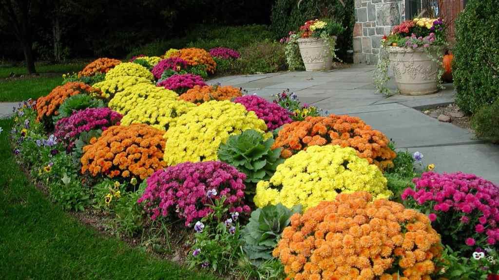 Blomsterhager i landet: typer, hvordan du gjør det selv, planteskjemaer med navn