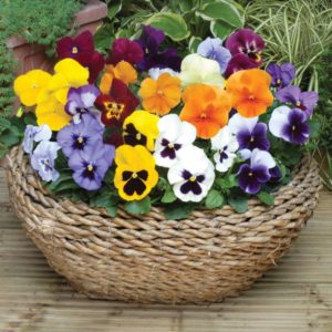 Blomsterhager i landet: typer, hvordan du gjør det selv, planteskjemaer med navn