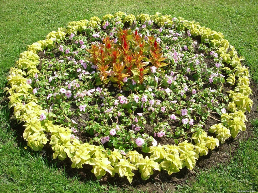 Blomsterhager i landet: typer, hvordan du gjør det selv, planteskjemaer med navn