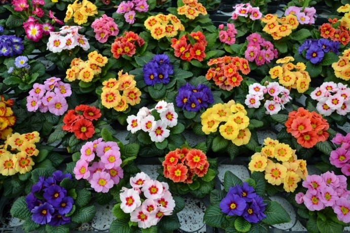Blomsterhager i landet: typer, hvordan du gjør det selv, planteskjemaer med navn