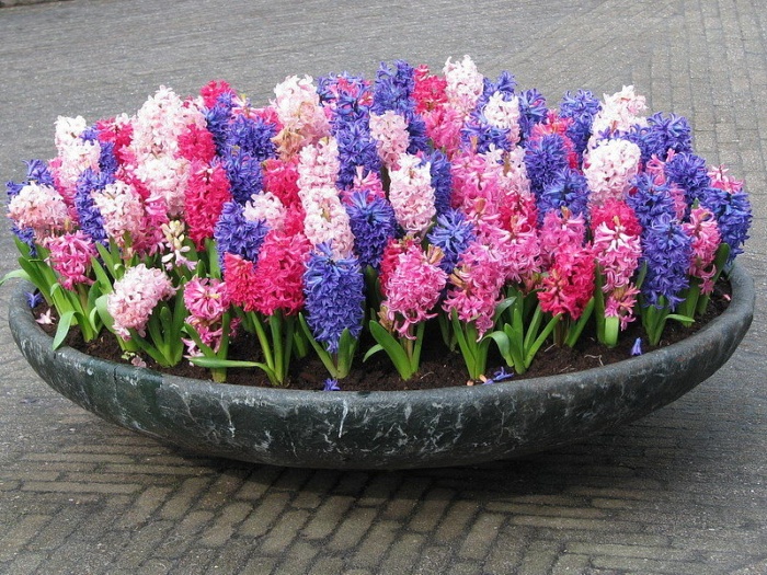 Blomsterhager i landet: typer, hvordan du gjør det selv, planteskjemaer med navn