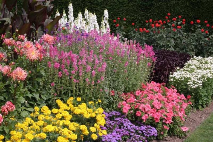 Blomsterhager i landet: typer, hvordan du gjør det selv, planteskjemaer med navn