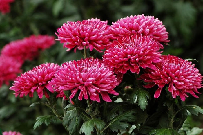 Blomsterhager i landet: typer, hvordan du gjør det selv, planteskjemaer med navn