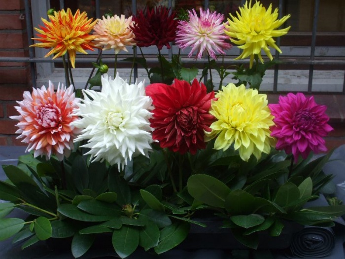 Blomsterhager i landet: typer, hvordan du gjør det selv, planteskjemaer med navn