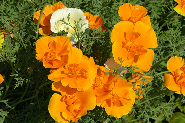 Blomsterhager i landet: typer, hvordan du gjør det selv, planteskjemaer med navn