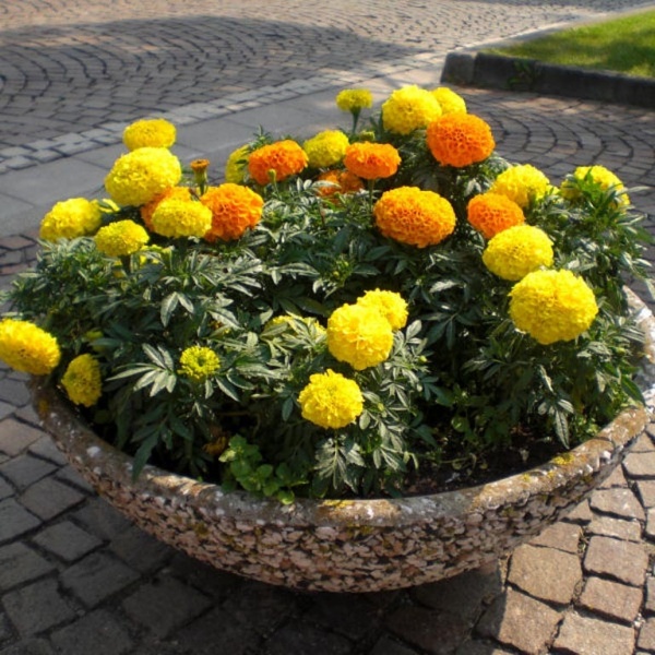 Blomsterhager i landet: typer, hvordan du gjør det selv, planteskjemaer med navn