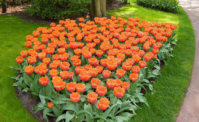 foto: monoklumba s tulipány