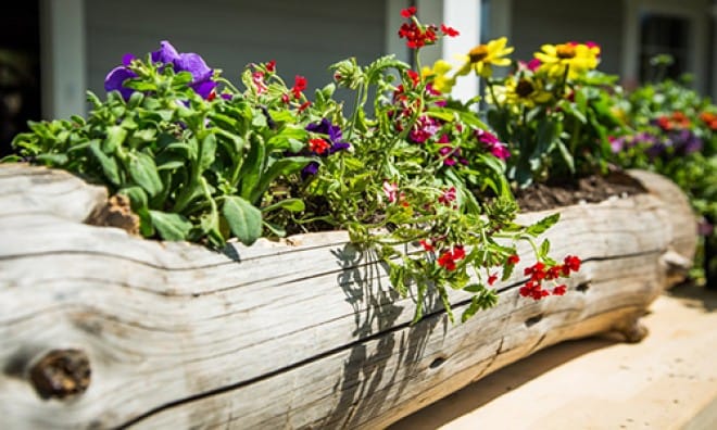 Et vakkert blomsterbed organisert i en gammel, tørr tømmerstokk