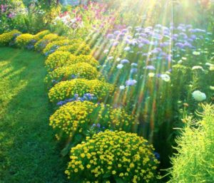 Blomsterhager i landet: typer, hvordan du gjør det selv, planteskjemaer med navn