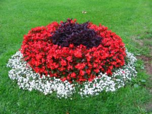 Blomsterhager i landet: typer, hvordan du gjør det selv, planteskjemaer med navn