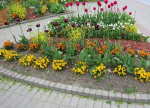 Blomsterhager i landet: typer, hvordan du gjør det selv, planteskjemaer med navn