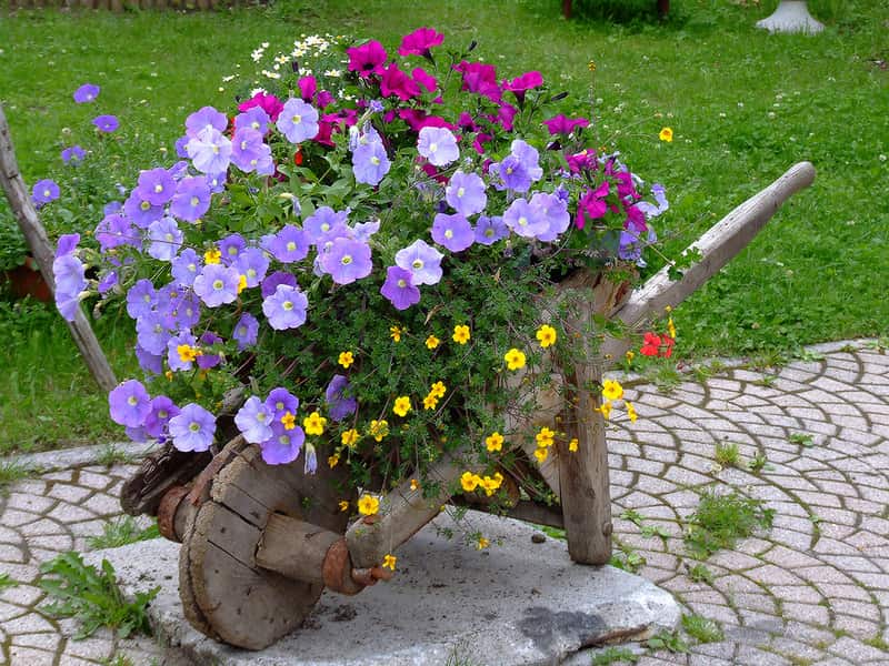 Ikke hast med å kaste den gamle sand trillebåren, den vil lage et utmerket blomsterbed som vil dekorere hagen din
