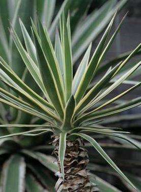 Eine andere Palmenart, die sich für den Heimanbau eignet, ist Aloe Leaf Yucca. Es hat am oberen Teil schwertartige Blätter, der Rest ist lanzettlich oder gürtelförmig