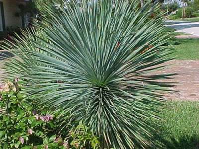 Eine Besonderheit von Yucca Grey ist, dass es keinen Stiel hat. Blätter erreichen 65 Zentimeter. Die Farbe ist grau-grün