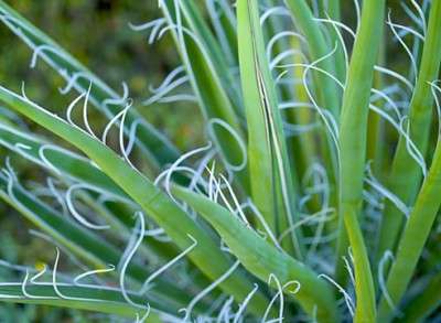 Filamentöse Yucca hat auch praktisch keinen Stiel. Die Blätter sind bis zu 70 Zentimeter lang und 4 Zentimeter breit. Die Farbe ist grau-grün