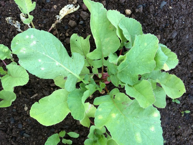 Daikon im Freiland pflanzen