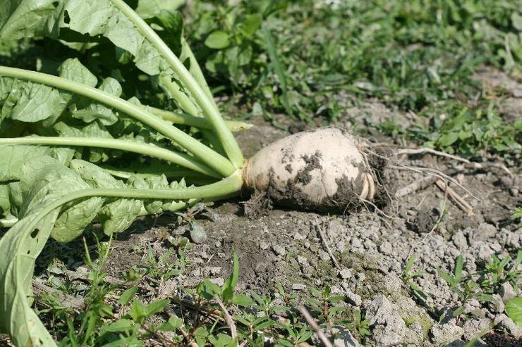 Reinigung und Aufbewahrung von Daikon