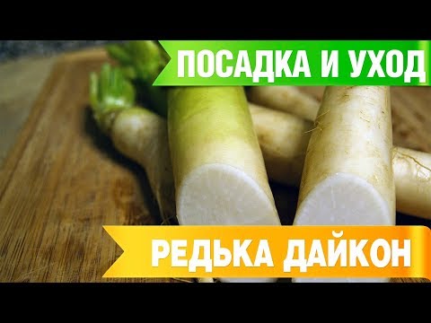 DAIKON ➡ Pflanzen und Pflege �� Tipps für Gärtner von HitsadTV