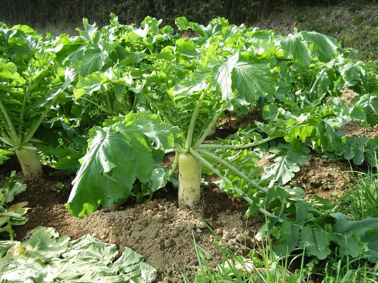 Daikon-Rettich - Pflanzen und Pflege im Freiland. Wachsende Daikon aus Samen. Beschreibung, Sorten. Foto