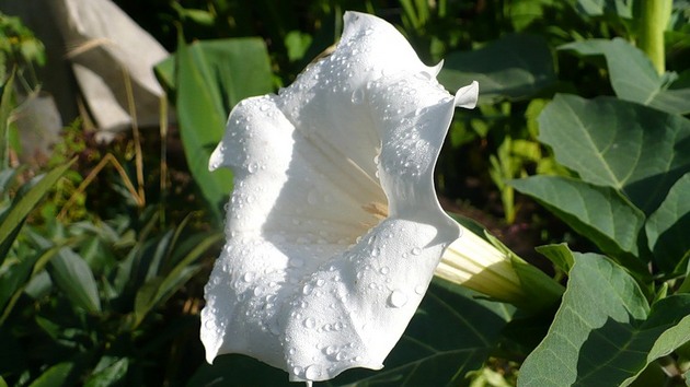 Datura er djevelens urt