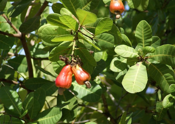 Cashewblader på utsiden kan virke kunstige, plastiske