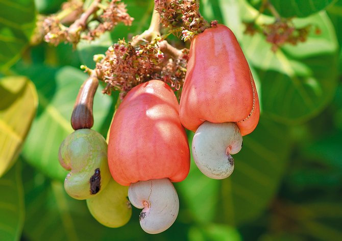 Hvordan vokse et cashew -tre riktig