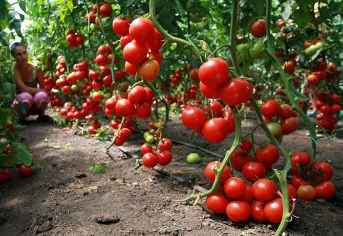 Determinantní odrůdy rajčat