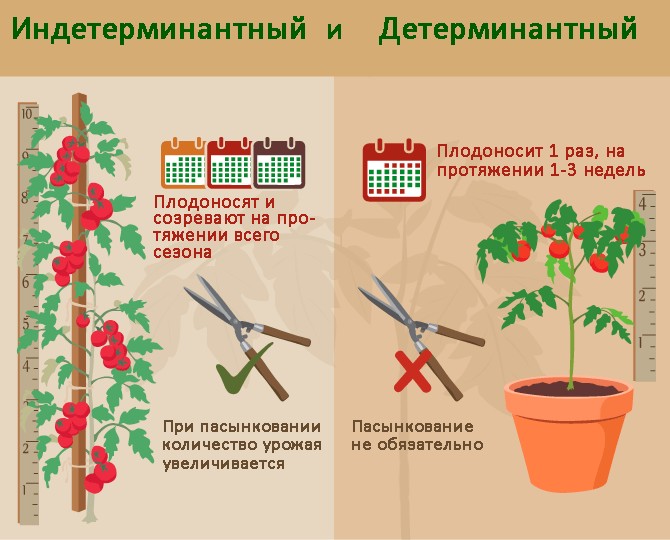 Rozdíly v péči o určená a neurčitá rajčata