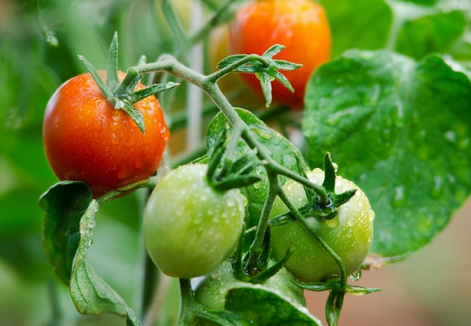 Determinantní a neurčité odrůdy rajčat