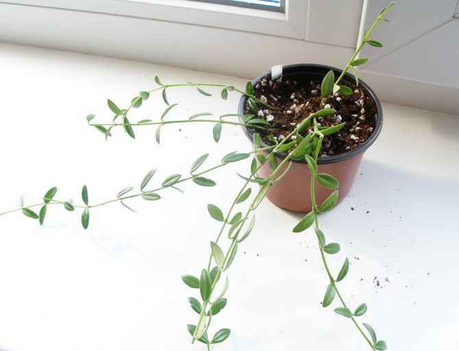Pro výsadbu dyschidií je vhodná speciální půda pro druhy rostlin bromeliad.