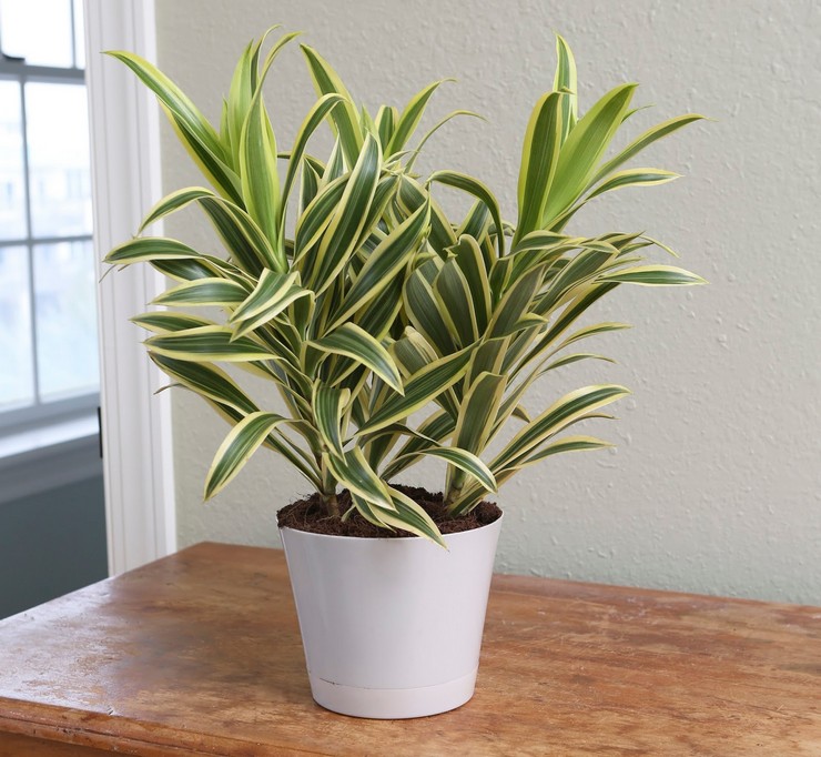 Pflege für zu Hause gefaltete Dracaena