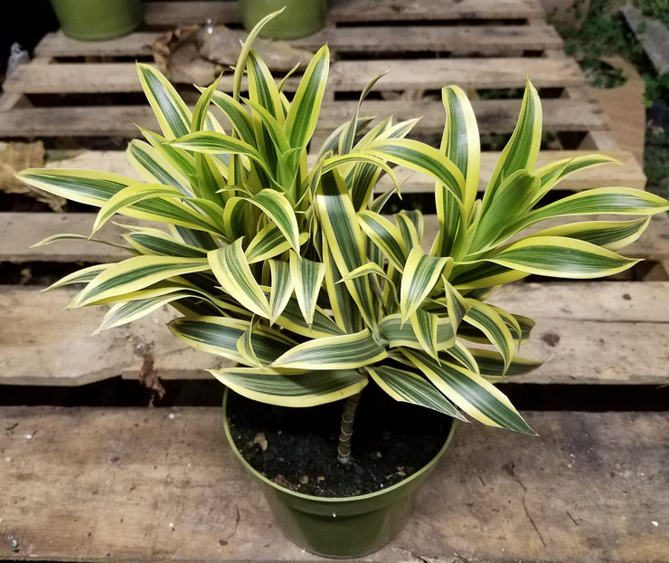 Es wird empfohlen, Dracaena im Sommer regelmäßig und reichlich zu gießen.