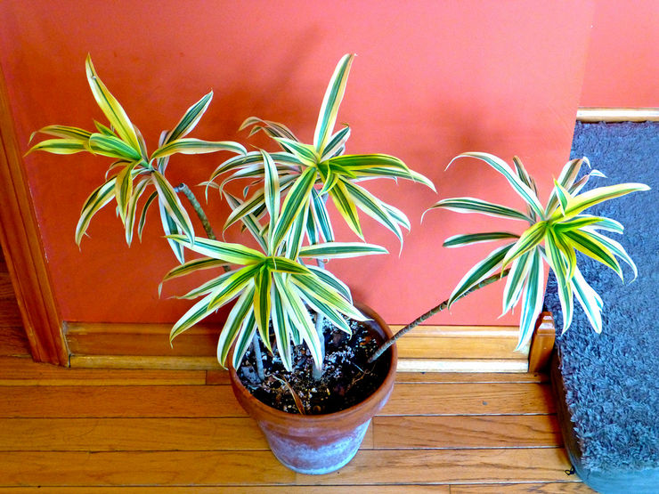 Die Zusammensetzung des Bodens spielt für Dracaena keine große Rolle
