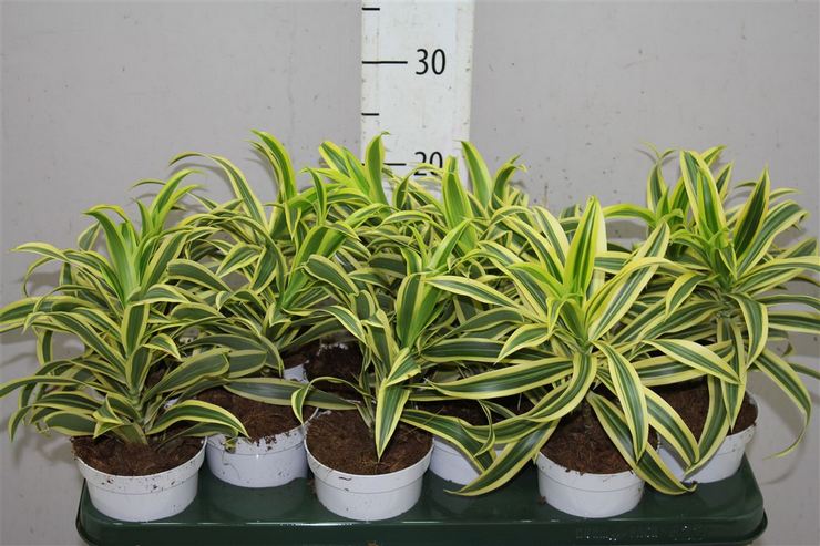 Reproduktion einer gebogenen Dracaena