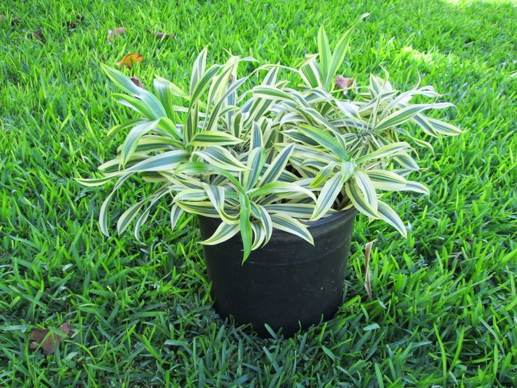 Dracaena ungebogen - häusliche Pflege. Kultivierung einer gebogenen Dracaena, Transplantation und Reproduktion. Beschreibung, Typen. Foto